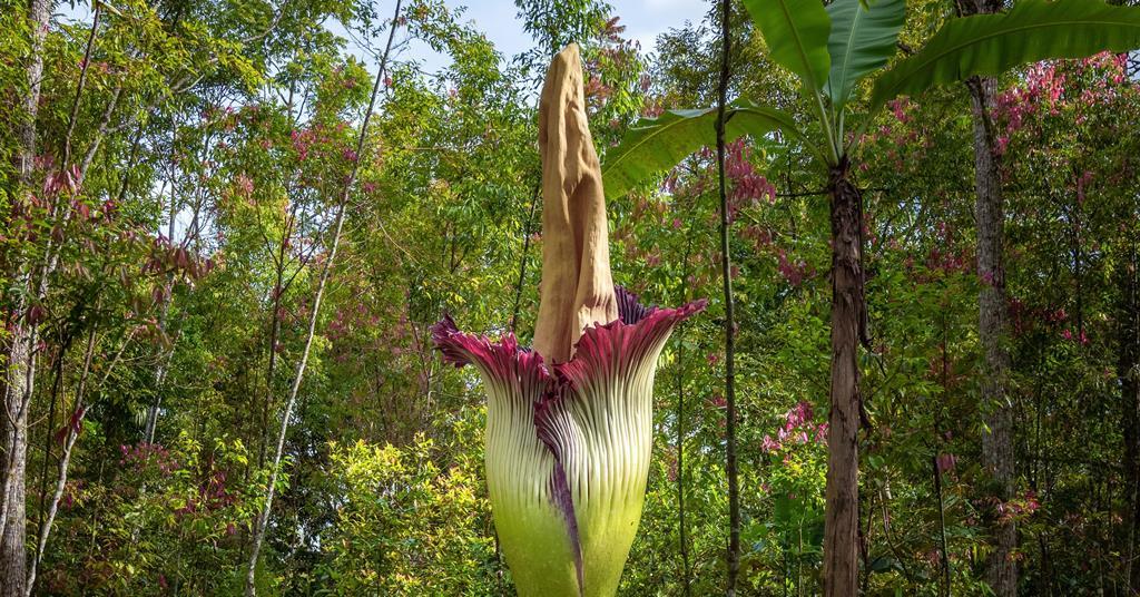 Scientists uncover the chemistry of the corpse flower’s potent stench | Evaluation