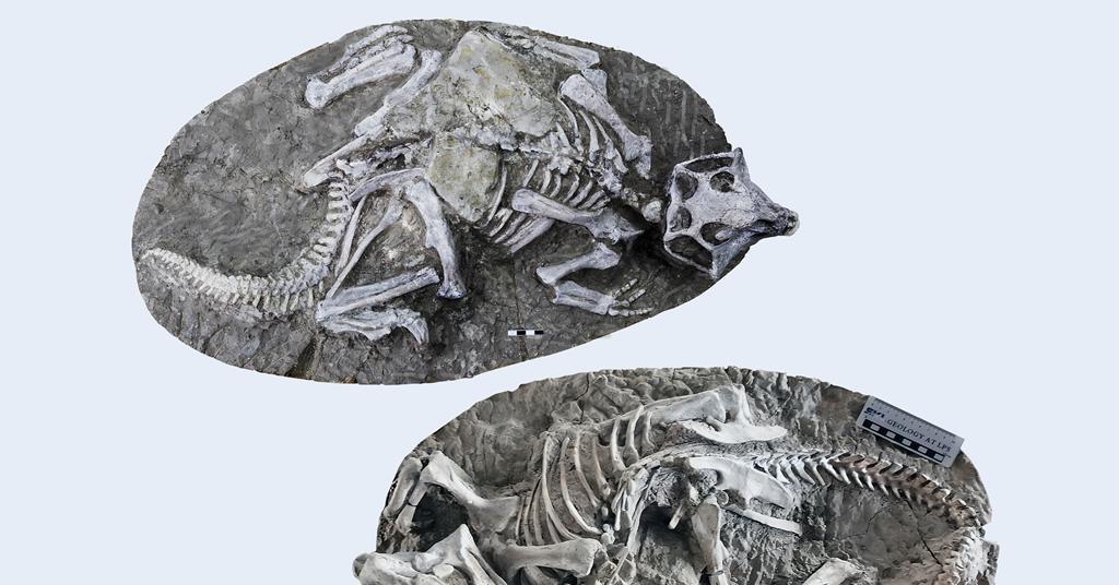 Isotope analysis reveals ‘mundane’ origins of excellent dinosaur fossil web site | Evaluation