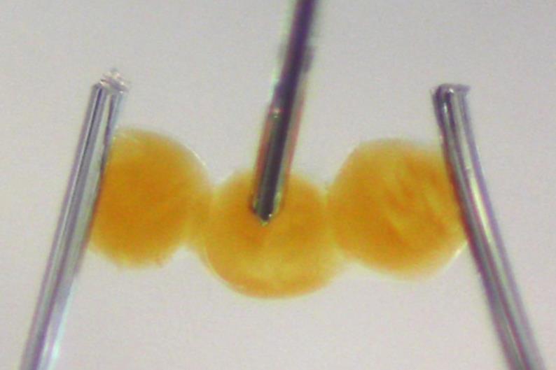 Iontronic gel droplets detect beating coronary coronary heart tissue | Evaluation