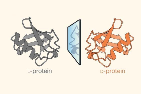 Debunked dogma: disordered proteins disregard ligands’ chirality | Evaluation