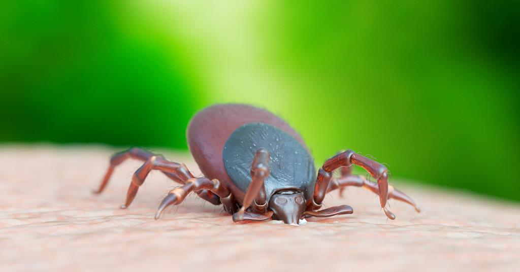 Protein cement is the trick to how ticks stick | Evaluation