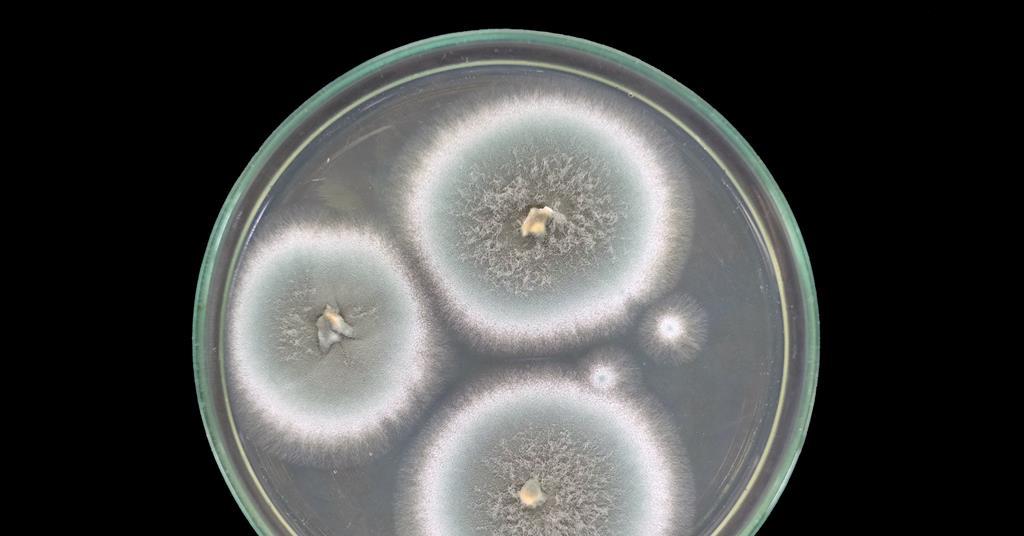 Mutant moulds threaten newest antifungal drugs inserting immunocompromised victims in peril | Evaluation