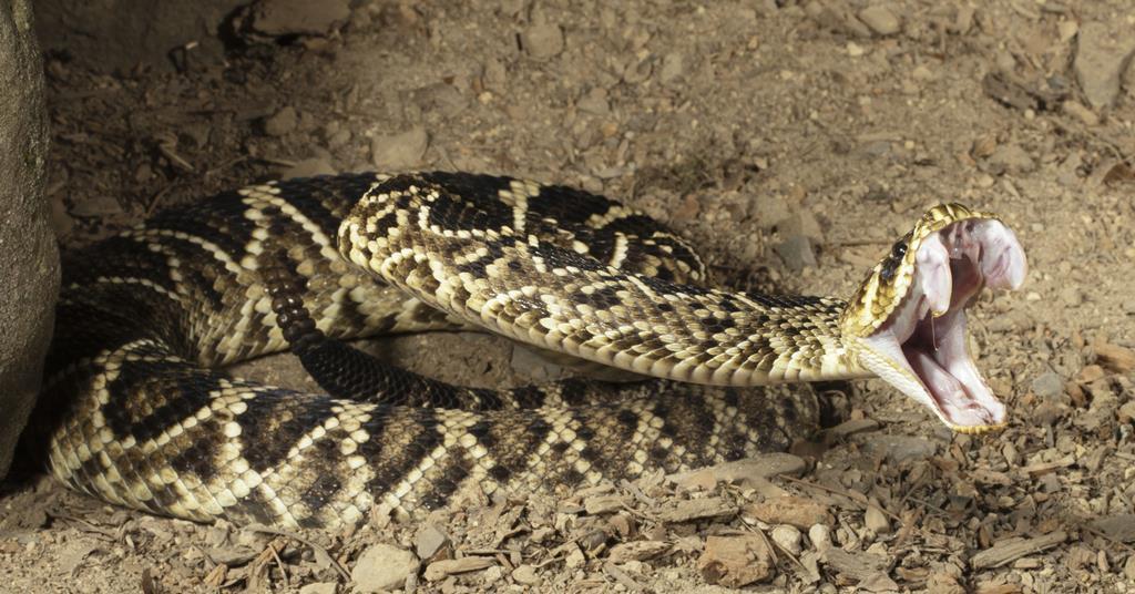 Designer proteins to take care of deadly snake bites would possibly save a whole lot of lives | Evaluation